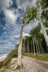 Der geheimnisvolle Gespensterwald bei Rostock Nienhagen an der Ostseek&uuml;ste