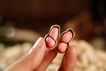Raw Peanuts in Red Shell with Kernels Held by Farmer Hand from Shandong China Agriculture Harvest