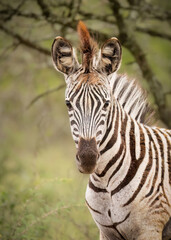 Fototapeta premium A young Burchell's zebra or plains zebra in portrait shows its black and white stripes, its hairy ears and its orange tufted mane as it stares at the camera in a game reserve in South Africa.