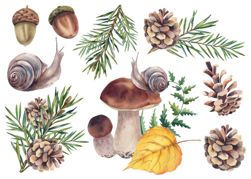 Set of forest plants made of spruce branches with cones, mushrooms, acorns, and a snail. Hand-painted watercolor illustration of a Christmas tree. Autumn set for decorating postcards and invitations.