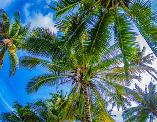 palm tree on blue