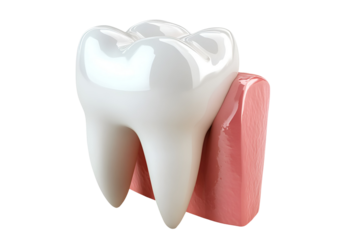 Realistic human molar tooth model isolated on transparent background