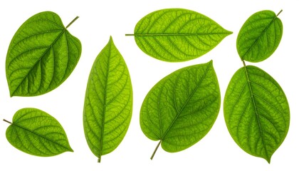 Fototapeta premium Close-up of vibrant green leaves (4)