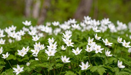 White Flowers in a Forest Setting.