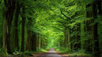 Fototapeta premium Lush Green Forest Pathway Surrounded by Tall Trees in Natural Setting