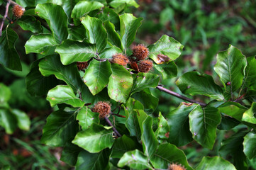 Branch of beech tree with nuts and green leaves, Fagus sylvatica