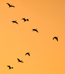 A flock of birds flying in the sky