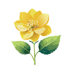  A single rapeseed flower without stem, accented by green leaves, with its yellow blossom set against a white background.