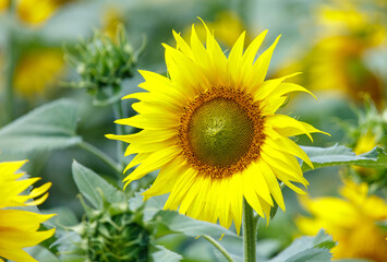 A yellow sunflower is the main focus of the image, surrounded by other flowers