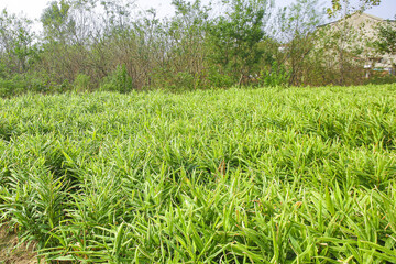 Sichuan Ginger Farm Field Ready for Harvest - Rural Agriculture in China