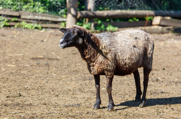Obraz premium A sheep is standing in a dirt field