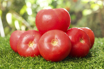 Freshly Picked Red Tomatoes from Xinjiang on Green Grass with Water Droplets