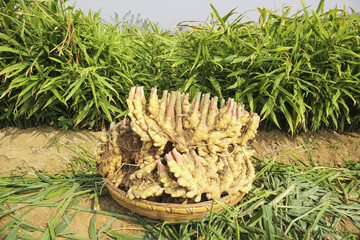Fresh Ginger Harvest in Woven Basket at Small Farm Plantation with Green Plants