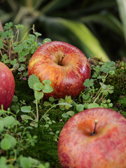 Fresh Red Apples in Moss Natural Outdoor Setting Organic Fruit Harvest
