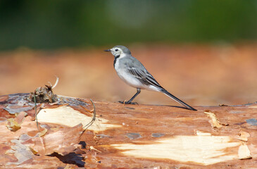 A bird is standing on a log