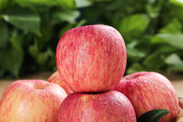 Fresh Red Fuji Apples with Water Droplets Display Against Green Background
