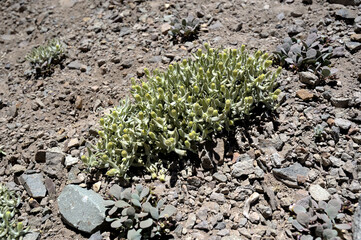 Heliotrope milkvetch or Astragalus montii plant. An eye-catching plant that grows among rocks with its thick, full leaves and delicate, delicate flowers.