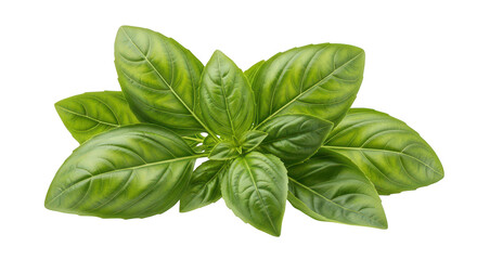 Fresh Green Basil Sprig Culinary Herb
