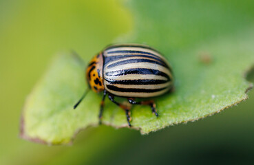 A striped bug is sitting on a leaf