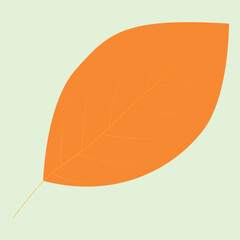Realstic Leaif Vector Line Art Illustration