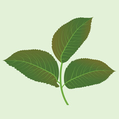 Realstic Leaif Vector Line Art Illustration