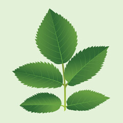 Realstic Leaif Vector Line Art Illustration