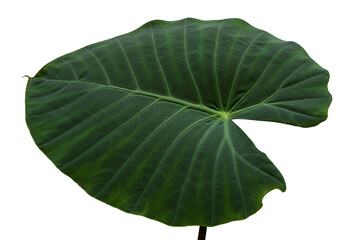 Fototapeta premium giant upright elephant ear plant isolated on transparent cutout background, cut out, png