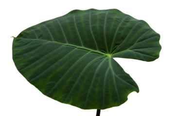 giant upright elephant ear plant isolated on transparent cutout background, cut out, png