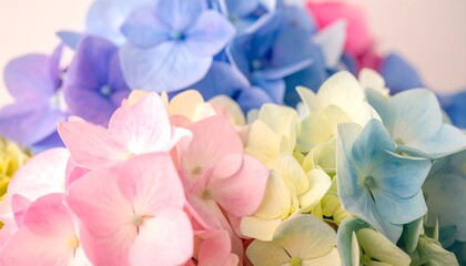 Colorful Hydrangea Blossoms Close-up.