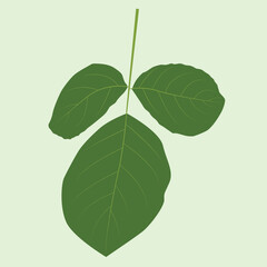 Realstic Leaif Vector Line Art Illustration