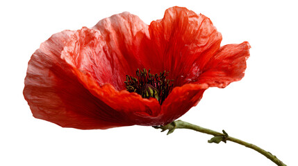 red tulip isolated on white background