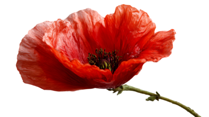 red tulip isolated on white background