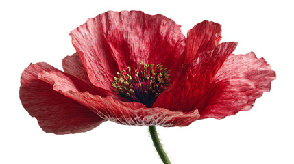 red poppy isolated on white background
