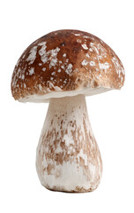 Fresh Brown Mushroom with White Stalk on White Background for Culinary and Food Photography