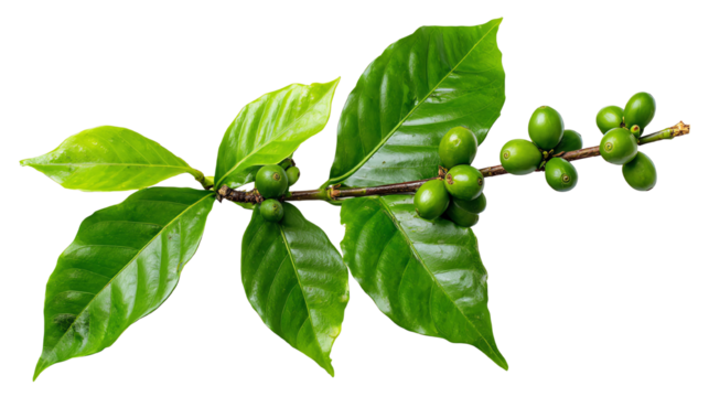 Fresh green coffee plant branch with unripe coffee cherries and glossy leaves, isolated on white background for botanical design and educational purposes.