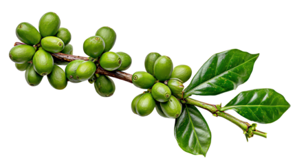 A fresh branch of unripe coffee cherries with vibrant green leaves, showcasing the raw beauty of coffee cultivation. Ideal for food and beverage themes or nature-related projects.