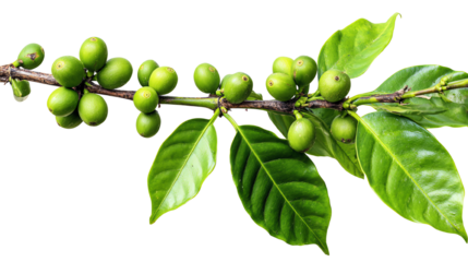 Green coffee plant branch with fresh, unripe coffee cherries and vibrant leaves, isolated against a white background for clear visibility and vivid detail.