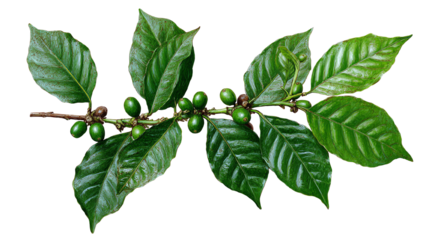 Green coffee branch with unripe berries and glossy leaves, isolated on a white background.