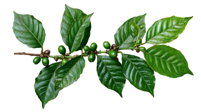 Green coffee branch with unripe berries and glossy leaves, isolated on a white background.