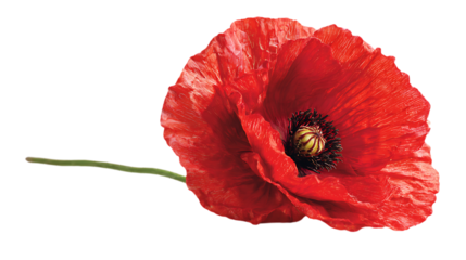 red poppy isolated on white background
