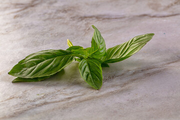 Green fresh aroma basil leaves