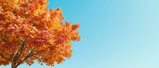 The vibrant orange tree stands out against the clear blue sky.