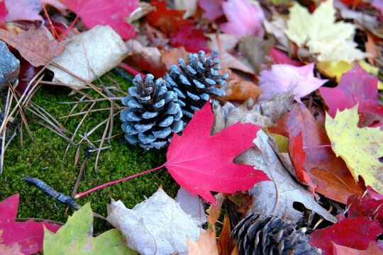 Autumnal forest floor with vibrant fallen leaves and pine cones