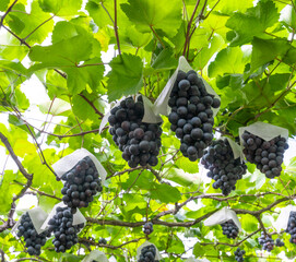 山梨県甲州市勝沼町　ベリーAのぶどう棚