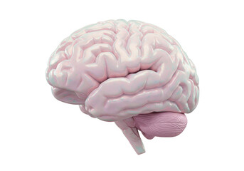 Isolated Cerebral Organ Pink with Grey Highlight Medical and Scientific Anatomy Visual