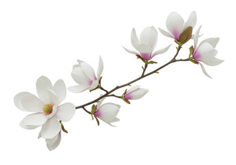 Isolated Flowering magnolia branch with blossoms delicate pastel spring colors realistic drawing © Sean