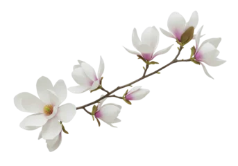 Fotobehang Magnolia Isolated Flowering magnolia branch with blossoms delicate pastel spring colors realistic drawing  © Sean