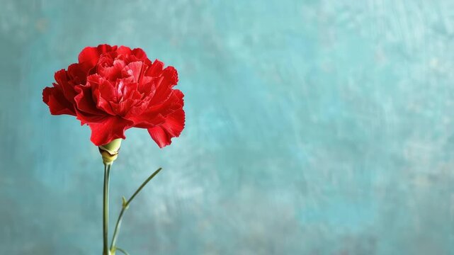 Single red carnation flower against textured turquoise background