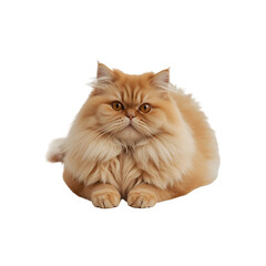 Fluffy Orange Persian Cat Sitting on transparent Background