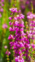 Bruyères et fougères sauvages